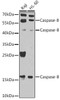 Cell Death Antibodies 1 Anti-Caspase-8 Antibody CAB0215