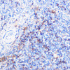 Immunology Antibodies 1 Anti-CD40 Antibody CAB0218