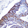 Cell Biology Antibodies 1 Anti-DOK4 Antibody CAB0226