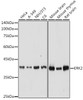 KO Validated Antibodies 1 Anti-ERK2 Antibody CAB0229KO Validated