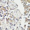 Cell Biology Antibodies 1 Anti-c-Fos Antibody CAB0236