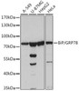 Cell Biology Antibodies 1 Anti-BiP/GRP78 Antibody CAB0241