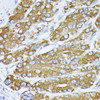 Cell Biology Antibodies 1 Anti-BiP/GRP78 Antibody CAB0241