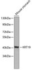 Immunology Antibodies 1 Anti-KRT19 Antibody CAB0247