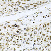 Cell Death Antibodies 1 Anti-MCL1 Antibody CAB0250
