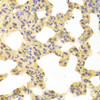 Cell Biology Antibodies 1 Anti-MAP2K1 Antibody CAB0252