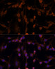 Developmental Biology Anti-NME1 Antibody CAB0259