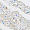 Cell Biology Antibodies 1 Anti-PPAR gamma Antibody CAB0270