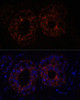 Cell Biology Antibodies 1 Anti-TNF-Alpha Antibody CAB0277