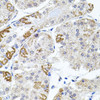 Cell Biology Antibodies 1 Anti-VCAM1 Antibody CAB0279