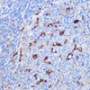 Immunology Antibodies 1 Anti-IL-6 Antibody CAB0286