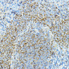 Immunology Antibodies 1 Anti-CD79A Antibody CAB0331