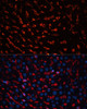 Cell Biology Antibodies 1 Anti-Albumin Antibody CAB0353