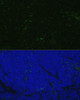 Immunology Antibodies 1 Anti-CD4 Antibody CAB0362