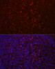 Immunology Antibodies 1 Anti-CD4 Antibody CAB0363