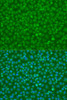 Cell Biology Antibodies 1 Anti-IKKAlpha Antibody CAB0422