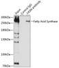 Metabolism Antibodies 1 Anti-Fatty Acid Synthase Antibody CAB0461