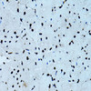 Cell Biology Antibodies 1 Anti-TARDBP Antibody CAB0538