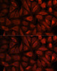 Cell Biology Antibodies 1 Anti-PEBP1 Antibody CAB0578