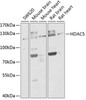 Epigenetics and Nuclear Signaling Antibodies 1 Anti-HDAC5 Antibody CAB0632