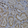 Cell Death Antibodies 1 Anti-TNFRSF6B Antibody CAB0649