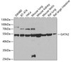 Cell Biology Antibodies 1 Anti-GATA2 Antibody CAB0677