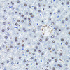 Developmental Biology Anti-CEBPB Antibody CAB0711