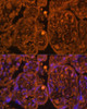 Cell Biology Antibodies 1 Anti-CD34 Antibody CAB0761