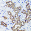 Cell Biology Antibodies 1 Anti-CALB1 Antibody CAB0802