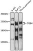 Cell Biology Antibodies 1 Anti-ITGB4 Antibody CAB0857