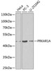 Cell Biology Antibodies 1 Anti-PRKAR1A Antibody CAB0906