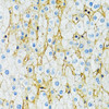 Signal Transduction Antibodies 3 Anti-SLC1A2 Antibody CAB0910