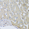 Cell Biology Antibodies 1 Anti-NSF Antibody CAB0926