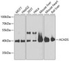 Metabolism Antibodies 1 Anti-ACADS Antibody CAB0945