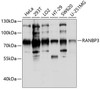 Cell Biology Antibodies 1 Anti-RANBP3 Antibody CAB0955