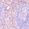 Neuroscience Anti-RAP1A Antibody CAB0975