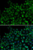 Immunology Antibodies 1 Anti-TLR7 Antibody CAB0991