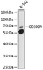 Cell Biology Antibodies 1 Anti-CD300A Antibody CAB10006