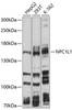 Metabolism Antibodies 1 Anti-NPC1L1 Antibody CAB10049