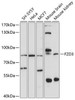 Neuroscience Anti-FZD3 Antibody CAB10063