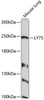 Cell Biology Antibodies 1 Anti-LY75 Antibody CAB10065