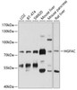 Cell Biology Antibodies 1 Anti-HGFAC Antibody CAB10114