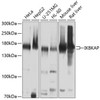 Epigenetics and Nuclear Signaling Antibodies 1 Anti-IKBKAP Antibody CAB10127