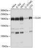 Cell Biology Antibodies 1 Anti-CLUH Antibody CAB10140