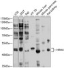 Cell Biology Antibodies 1 Anti-HRH4 Antibody CAB10151