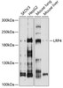Developmental Biology Anti-LRP4 Antibody CAB10172