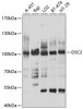 Cell Biology Antibodies 1 Anti-DSC2 Antibody CAB10211