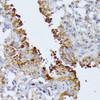 Cell Cycle Antibodies 1 Anti-SEPT4 Antibody CAB10238