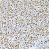 Cell Biology Antibodies 1 Anti-RPS15A Antibody CAB10241