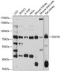 Cell Cycle Antibodies 1 Anti-SNX18 Antibody CAB10337